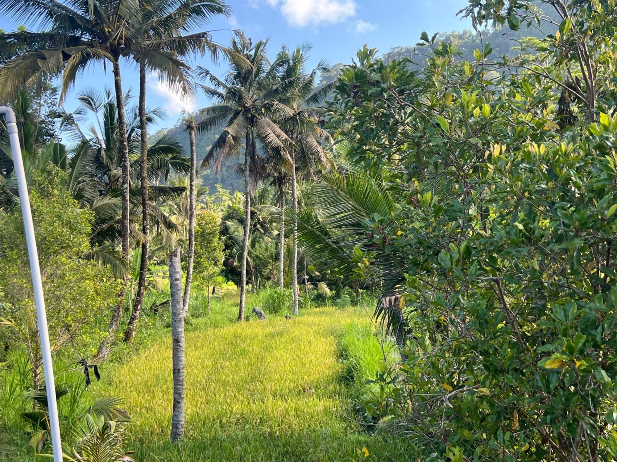 Villa Joglo Tepi Sungai Sidemen  Esterno foto